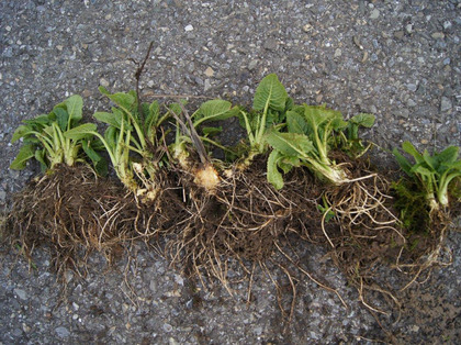 Ausgegrabene Jungpflanzen mit Rhizom