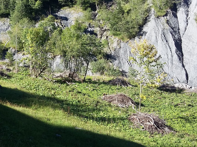 (c) Agridea Asthaufen