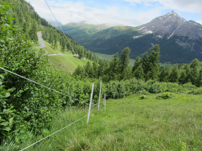 (c) Agroscope Weideparzellen