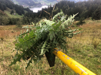 Rossette ausgestochen Herbst