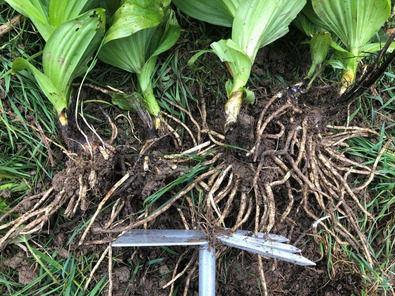 (c) AGRIDEA, Büro Alpe, FiBL Struttura dell’apparato radicale