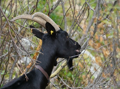 Tête de chèvre noire