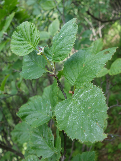 Fitto fogliame dell'ontano verde