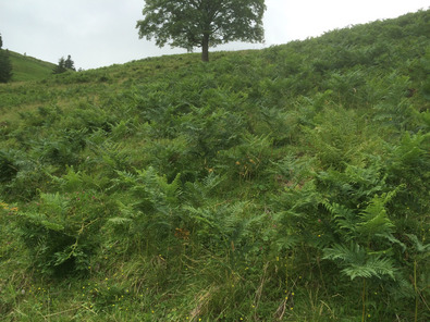 (c) FiBL, AGRIDEA Propagation de la fougère aigle sur un pâturage sous-exploité