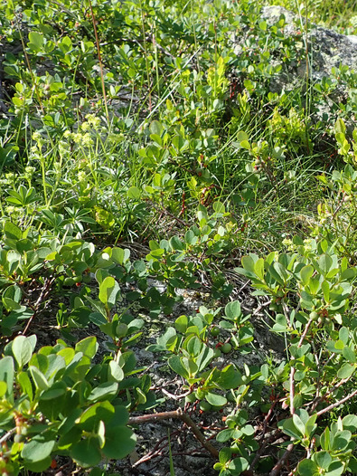 (c) Büro Alpe Vaccinium uliginosum (Rauschbeere)