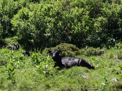 (c) Agroscope Bovin devant l'aulne vert
