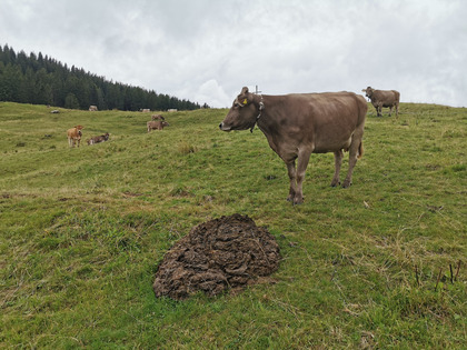 Raccolta di escrementi bovini solidi in un pascolo alpestre