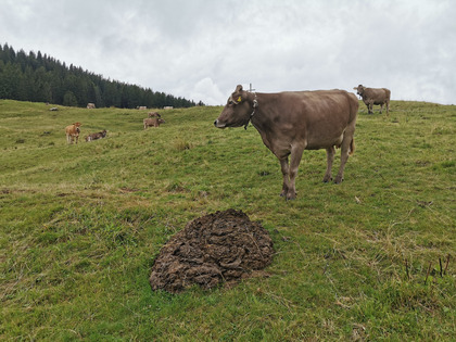 Haufen von Kuhfladen und Kühe auf einer Weide