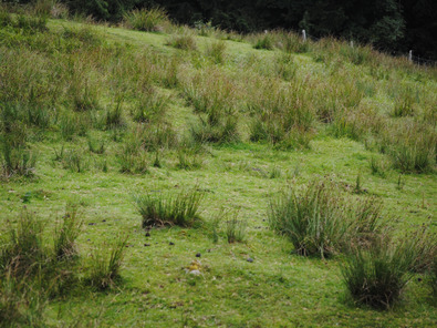 (c) AGRIDEA, Büro Alpe, FiBL, Agroscope Formation étandue de touradons