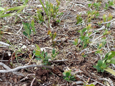 Ricrescita di arbusti, invece dell'erba