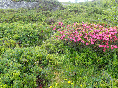 (c) Büro Alpe Heidelbeeren, Rauschbeeren und Alpenrosen zusammen