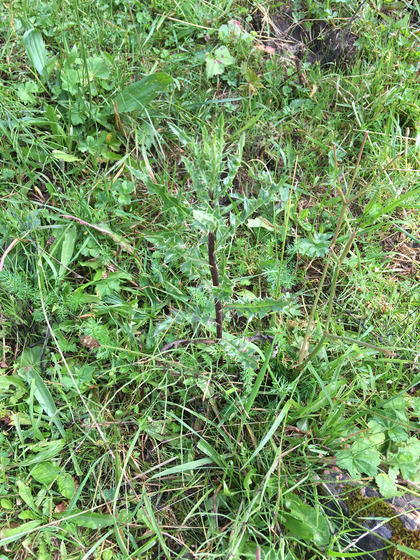 Rosette Frühling