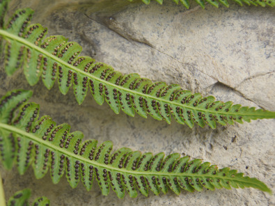 (c) FiBL, AGRIDEA Spores regroupées en sores sur la face inférieure de la feuille