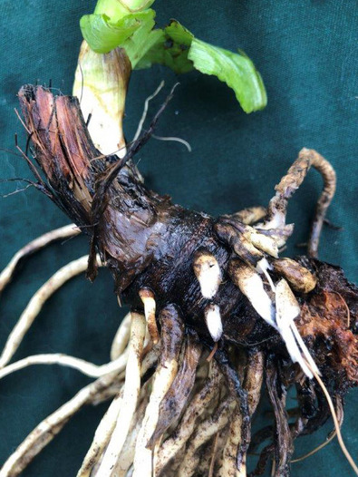 (c) AGRIDEA, Büro Alpe, FiBL Germoglio originato da gemme persistenti del rizoma