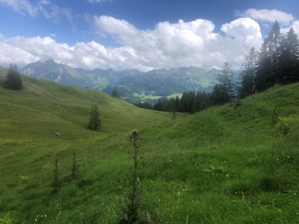 Verbreitung Einzelpflanzen