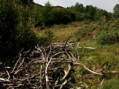 (c) Agroscope Les aulnes verts morts sont rassemblés en un tas de branches