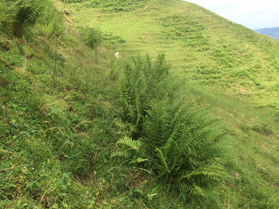 (c) FiBL, AGRIDEA Fougère mâle entre des chemins de vaches