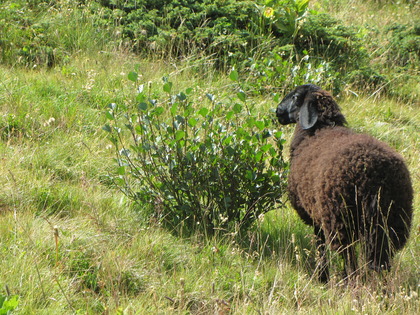 Mouton à côté d'un petit buisson d'aulnes verts