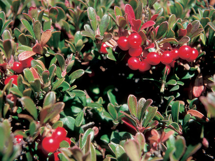 Arctostaphylos uva-ursi