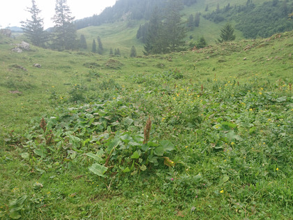 Focolai di senecione alpino in un’area di stazionamento del bestiame