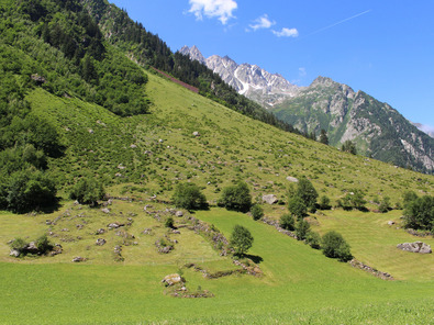 (c) FiBL, AGRIDEA Propagation de la fougère mâle sur un pâturage sous-exploité