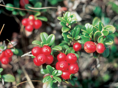 (c) Agroscope Preisselbeere