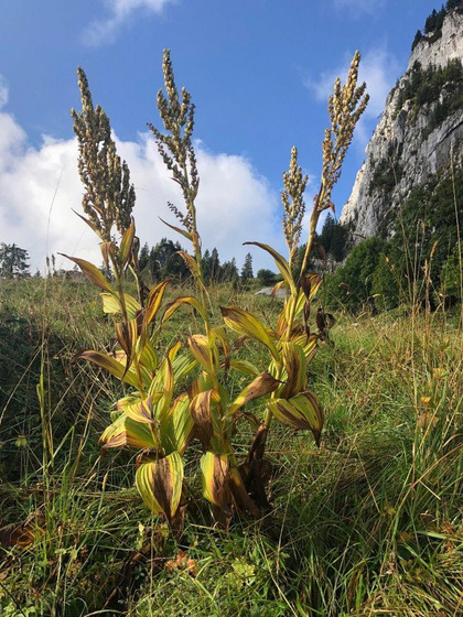 Fortgeschrittene Vegetation