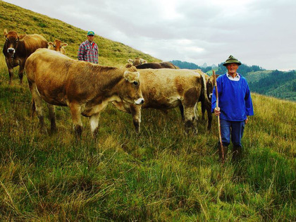Uomini con bestiame su un pascolo prealpino