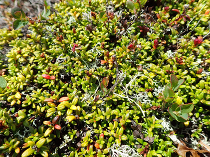 Loiserleuria procumbens
