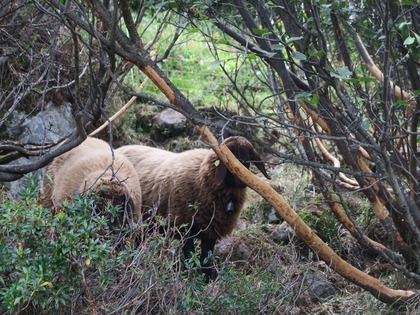Schafe zwischen Grünerlenbüschen