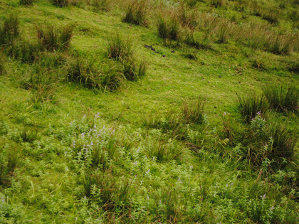 Perte de plantes fourragères