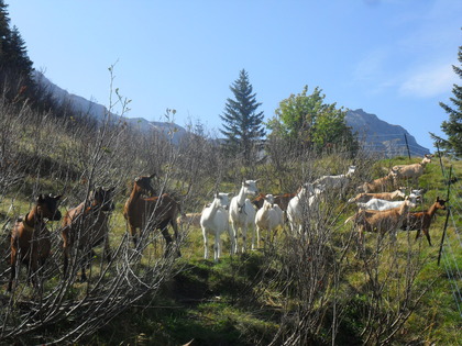 Chèvres parmi les aulnes verts