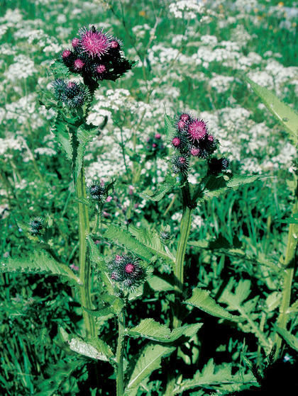 Klettendistel