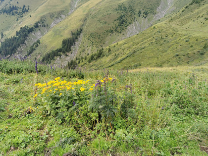 Area di stazionamento del bestiame infestata, tra l’altro, da aconito (Aconitum spp.) e ortica comune (Urtica dioica)