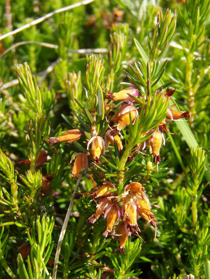 Erica carnea