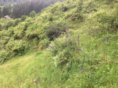 (c) FiBL, AGRIDEA Embroussaillement avancé