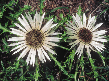 Silberdistel