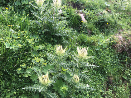 Alpenkratzdistel