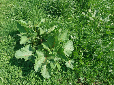 (c) AGRIDEA, Büro Alpe, FiBL Frühes Entwicklungsstadium der Blätter