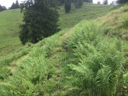 Propagation de la fougère mâle entre des chemins de vaches