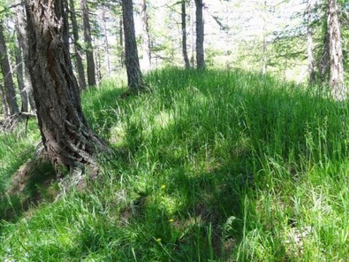 (c) Agroscope Ricrescita nel recinto notturno