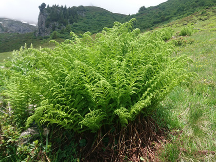 Felce maschio al di sopra del limite del bosco