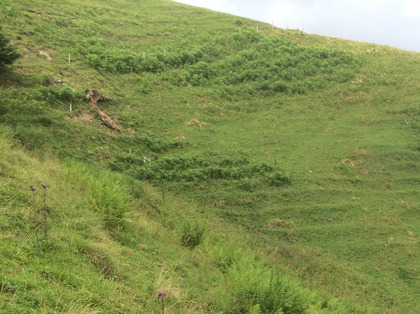 Parco orientato orizzontalmente con evidenti «sentieri» creati dalle vacche al pascolo