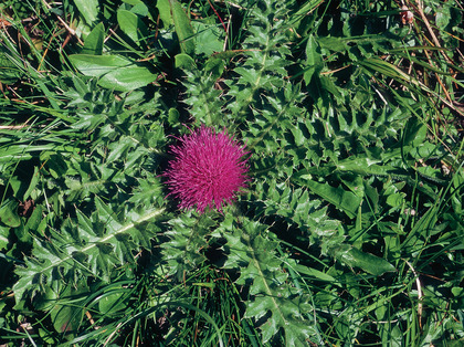 Stängellose Kratzdistel