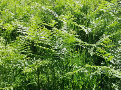 Le piante foraggere non ricevono più abbastanza luce