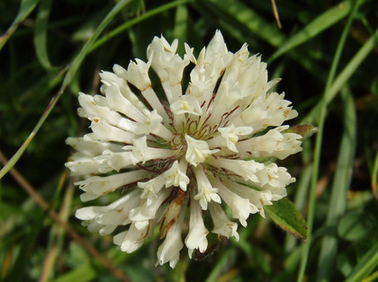 Trèfle des neiges (Trifolium pratense subsp. nivale)