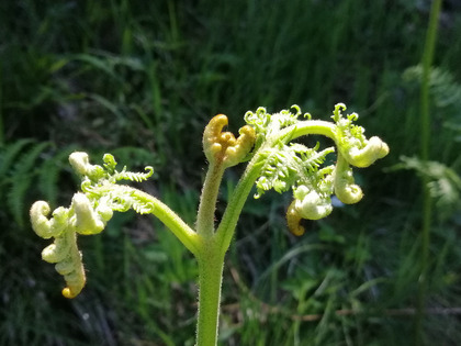 Giovane foglia indebolita dal calpestio del bestiame