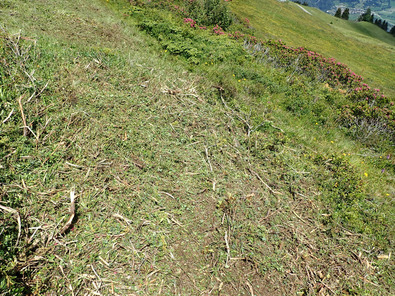 (c) Büro Alpe Strato sottile di residui vegetali appena trinciati