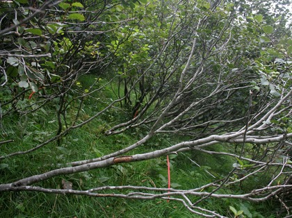 Branches de l'aulne vert