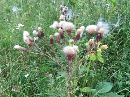 Infiorescenza di cardo campestre matura e pronta a disseminare